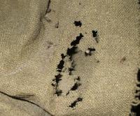 Anthrenus flavipes damage to textile