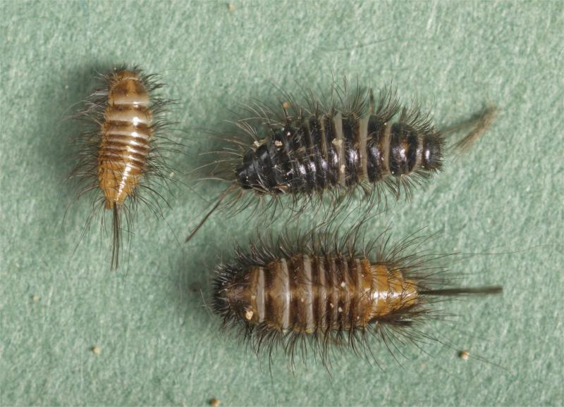 A flavipes larvae