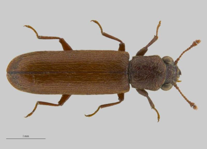 Lyctus adult Lyctus adult