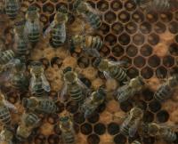 Bees on hive Bees on hive