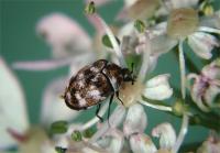 Adult feeding on flower Adult feeding on flower