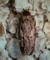 Brown house moth Hofmannophila pseudospretella
