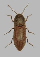 Click beetles Agriotes and Athous