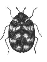 Drawing of adult Drawing of adult