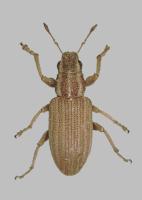 Clover weevil Sitona lineatus