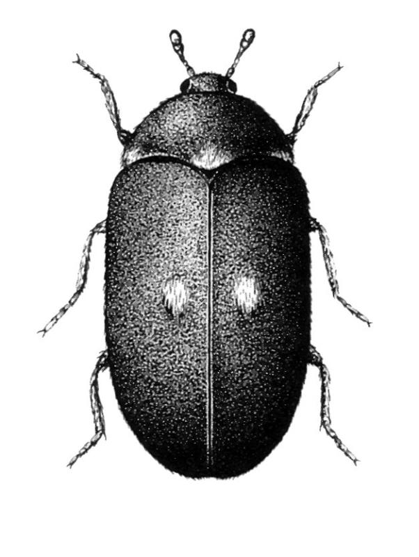 Drawing of adult beetle Drawing of adult beetle