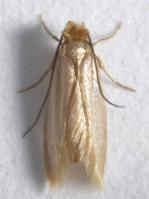 Common or webbing clothes moth Tineola bisselliella