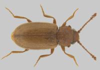 Cryptophagus adult Cryptophagus adult