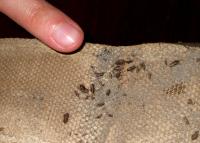 Anthrenus flavipes larvae and cast skins