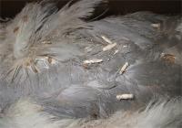 Case-bearing clothes moth cases on feathers