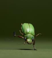 Chafer