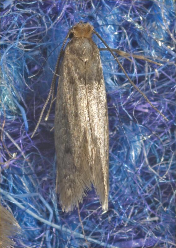 Tinea adult Tinea adult