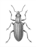 Clover weevil drawing Clover weevil drawing