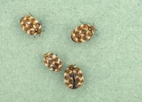 A verbasci adults A verbasci adults