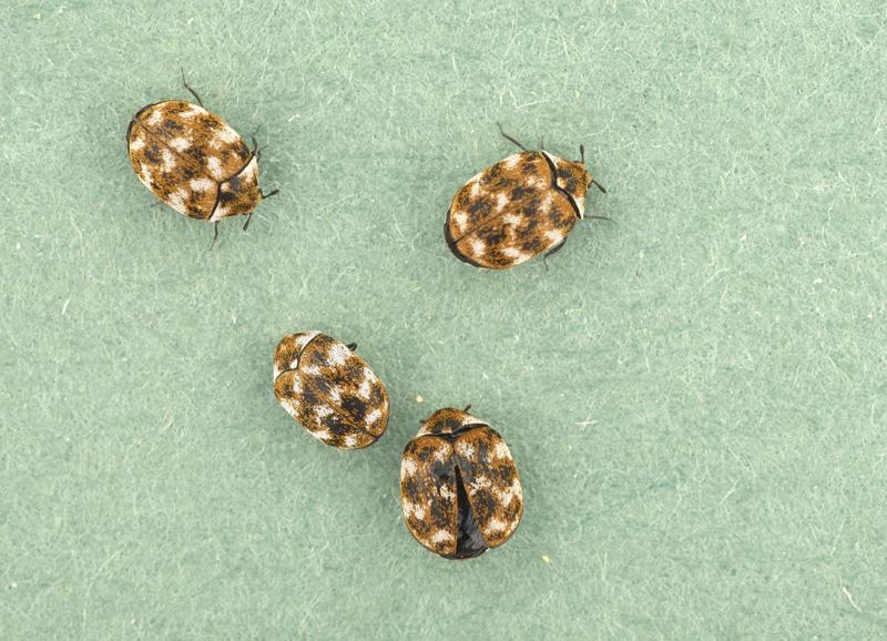 A verbasci adults A verbasci adults