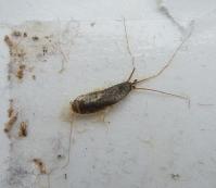 Adult and nymph on trap Adult and nymph on trap