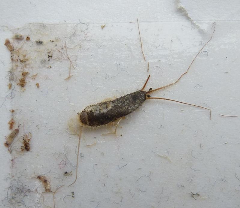 Adult and nymph on trap Adult and nymph on trap