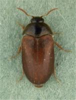 Brown carpet beetle or Vodka beetle Attagenus smirnovi