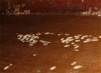 Spider beetle damage to shelf