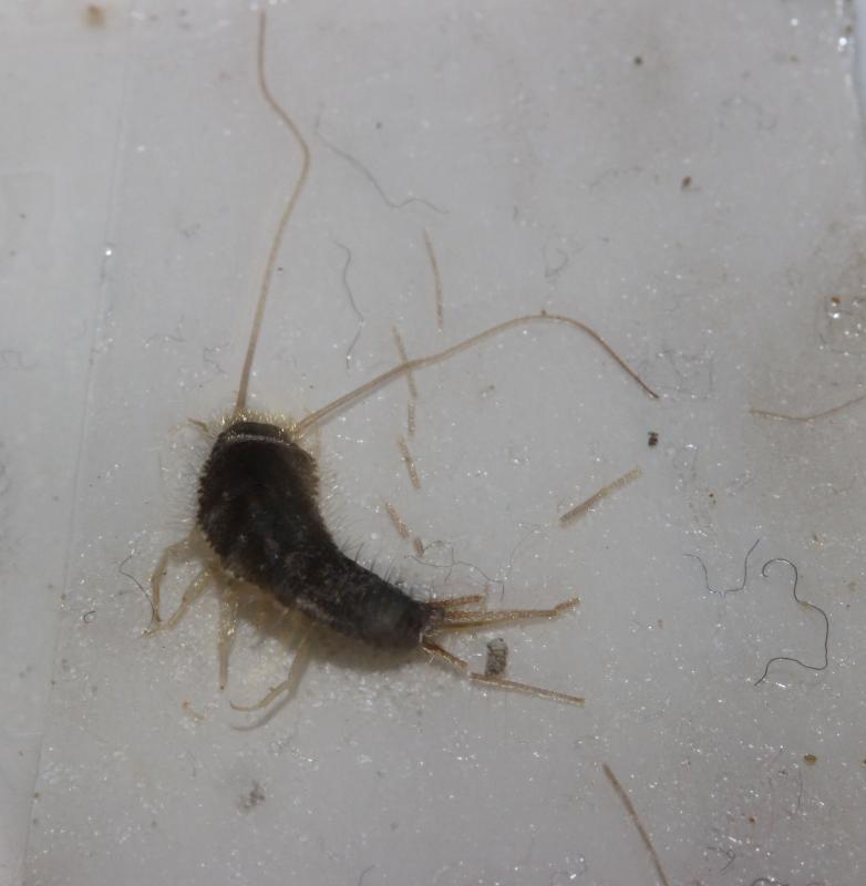 Grey silverfish on trap Grey silverfish on trap