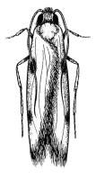 Drawing of Tinea adult Drawing of Tinea adult