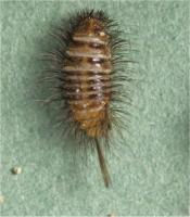 Anthrenus flavipes larva