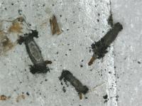Case-bearing clothes moth cases on trap