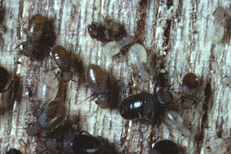 Group of black booklice Group of black booklice