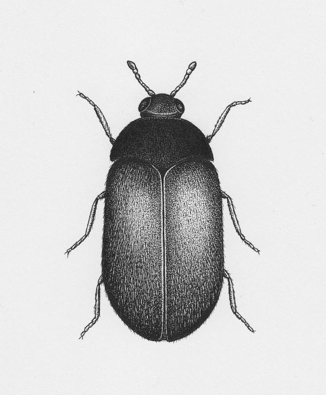 Drawing of adult Drawing of adult