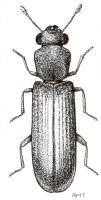 Drawing of Lyctus brunneus Drawing of Lyctus brunneus