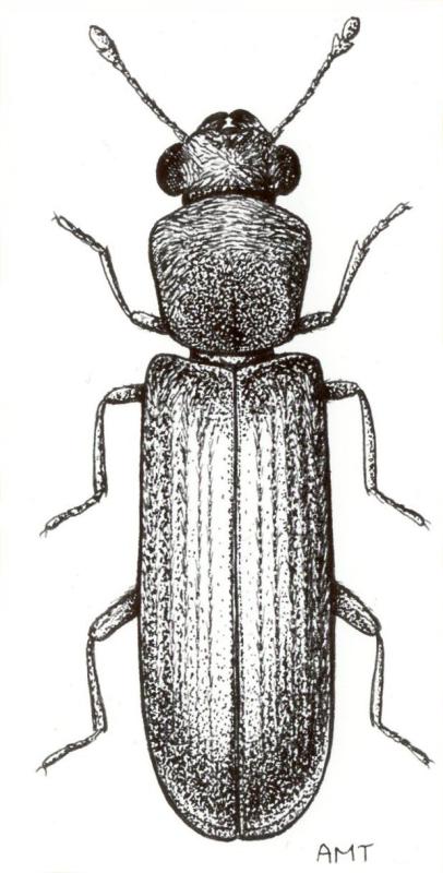Drawing of Lyctus brunneus Drawing of Lyctus brunneus