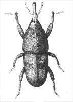 Drawing of rice weevil Drawing of rice weevil