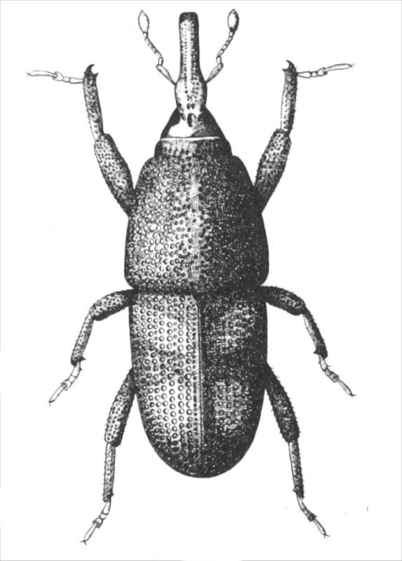 Drawing of rice weevil Drawing of rice weevil