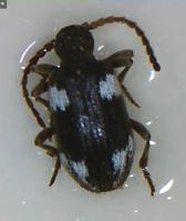 Ptinus sexpunctatus on trap Ptinus sexpunctatus on trap