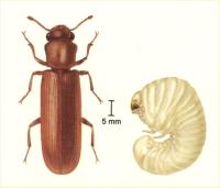 Lyctus adult and larva Lyctus adult and larva