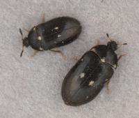 Male and female (larger) beetles Male and female (larger) beetles