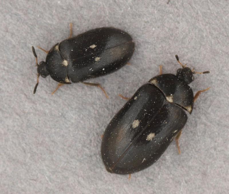 Male and female (larger) beetles Male and female (larger) beetles