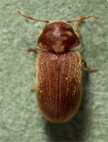 Biscuit beetle Stegobium paniceum