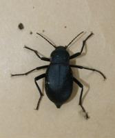Churchyard beetle Blaps mucronata