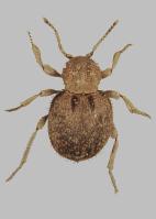 Globular spider beetle Trigonogenius globulus