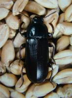 Mealworm Tenebrio molitor