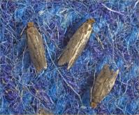 Tinea adults Tinea adults