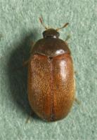 Female Attagenus smirnovi Female Attagenus smirnovi