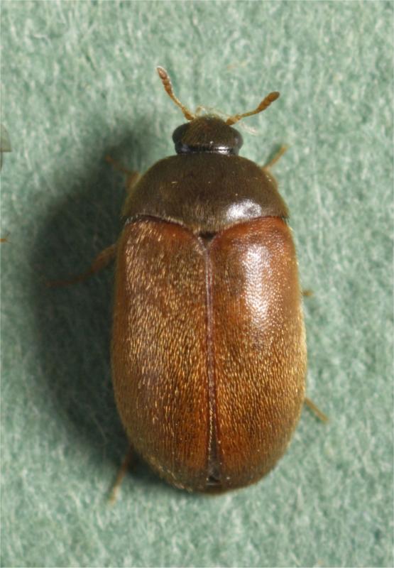 Female Attagenus smirnovi Female Attagenus smirnovi